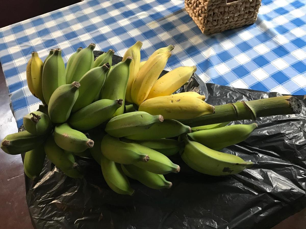 فونشال Vitorina Corte Guesthouse المظهر الخارجي الصورة